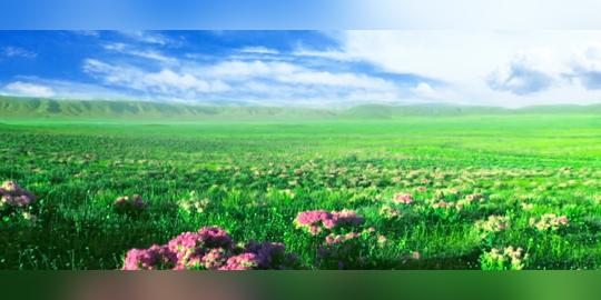 鲜花草地辽阔草原_1280x512_高清视频素材下载(编号:)