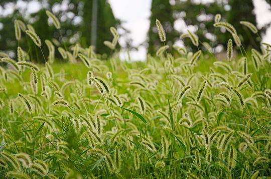 狗尾草_图片大全—全景创意图库（quanjing.com）中国领先的正版图片视频素材网站