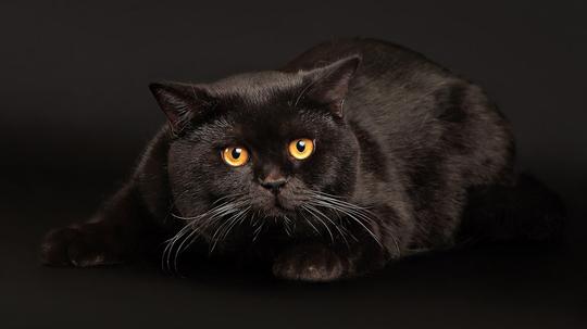 纯黑色猫咪高清桌面壁纸1920x1200_第6页_天
