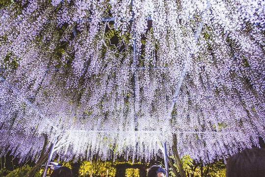 夜景很漂亮,静下心来慢慢欣赏,各种紫色,会渐渐沁入心扉,难以言表的