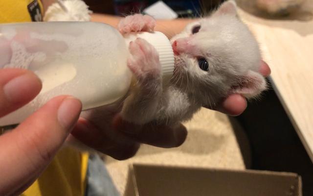 孩子出生后多久可以开始喂奶