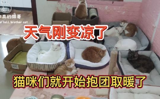 天气刚变凉了，猫咪们就开始抱团取暖了