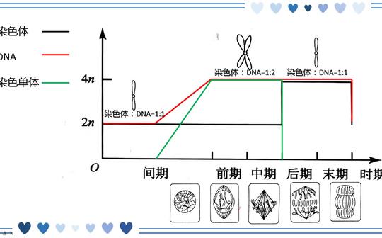 有丝分裂的相关曲线分析