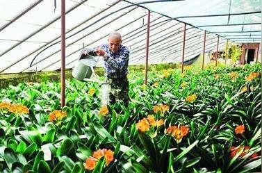推荐:明年10个与众不同偏门的农村种植致富好项目