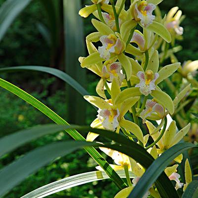 兰草图片大全 头条搜索