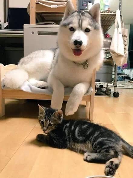主人给猫咪买了个小床,二哈非要鸠占鹊巢,猫床都快压塌了