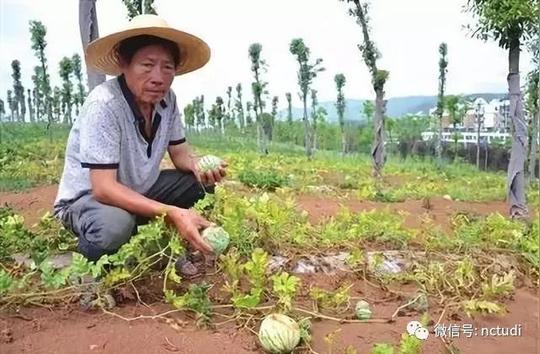 农业失败案例|农业创业已入死循环:不继续投入,就得倒闭或亏钱!
