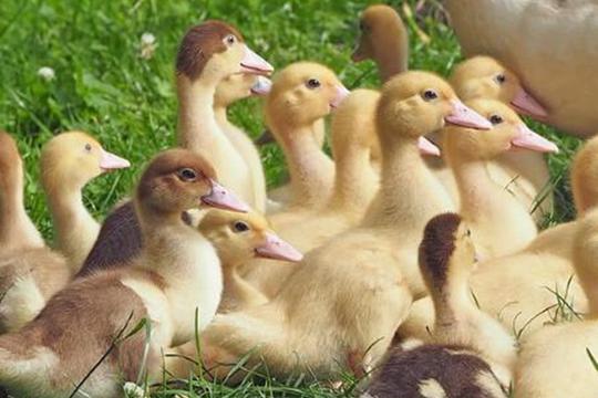 新型农民创业致富经_农村项目_经验-土流网