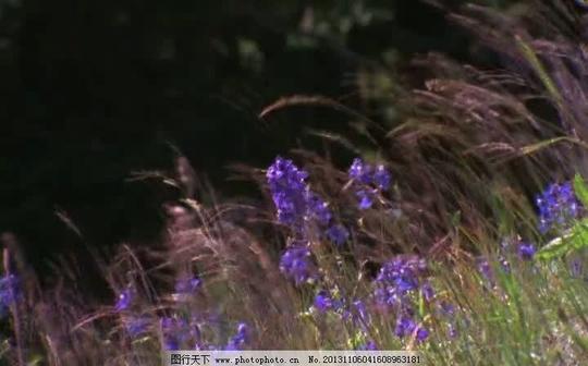 自然风光背景视频素材