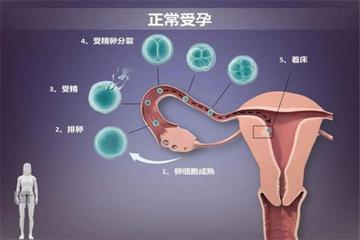 10个人做试管几个能成功