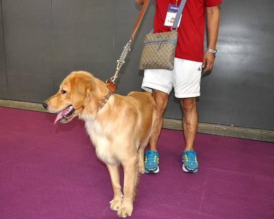 宠物新品牵引绳项圈套装大型犬牛皮狗牵绳脖圈牵引带