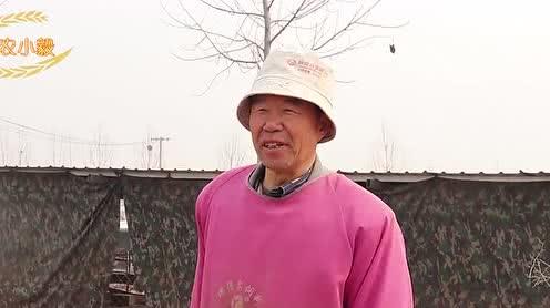 农村老大爷独自养羊，自产自销，一年挣三四十万，我们去了解一下
