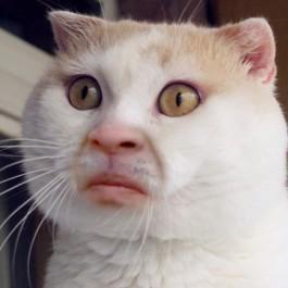 猥琐猫明明系列图片表情欣赏,附带表情安装包,点此下载搞笑的猥琐猫