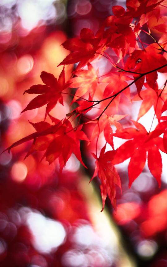枫叶红枫绿色绿叶树树叶植物桌面800_1280竖版竖屏手机