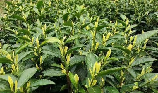 2020浙江新昌产地直销中华黄1号2号3号散装批发茶苗茶木茶叶