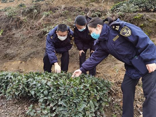 重庆海关到江津区指导茶叶生产基地开展农产品出口示范基地建设。重庆海关供图