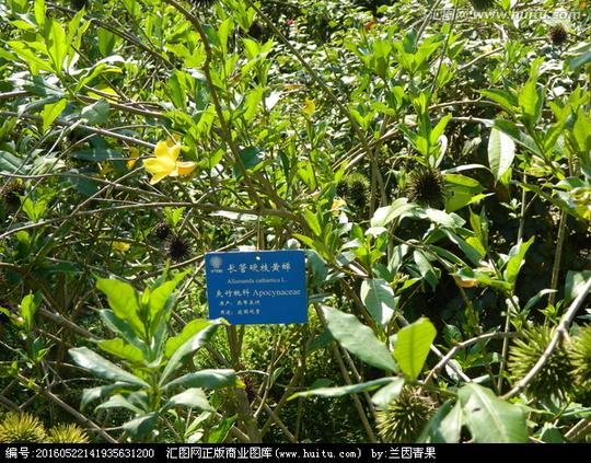 ￥100关键词:长管硬枝黄蝉植物科普植物素材植物识别热带