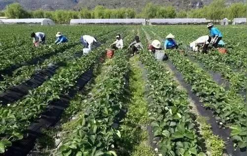2017年农村怎么赚钱?政策解读:致富项目大推荐