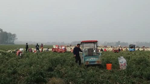 农村小伙带村民创业，一年挣上百万，做的啥生意这么挣钱