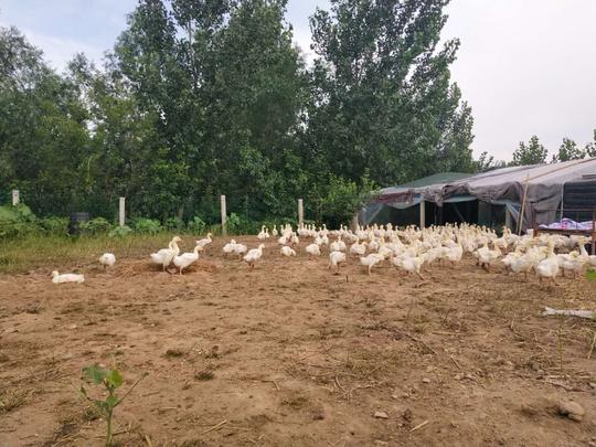 80后农村小伙在家搞养殖,背后的辛酸只有自己懂