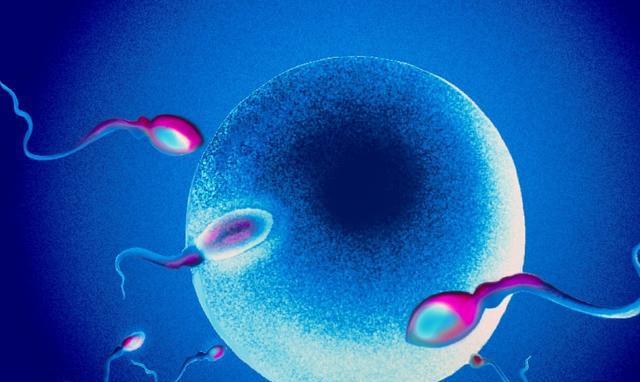 卵子和卵子结合需要注意什么