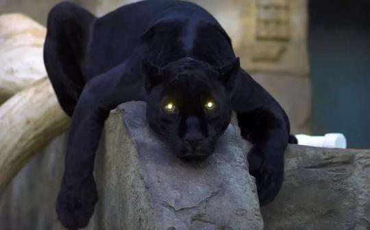 有人想要繁育一种像黑豹的黑猫,于是就找来了黑色的美短和缅甸猫进行