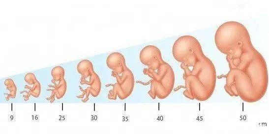 孕期身高对宝宝的影响