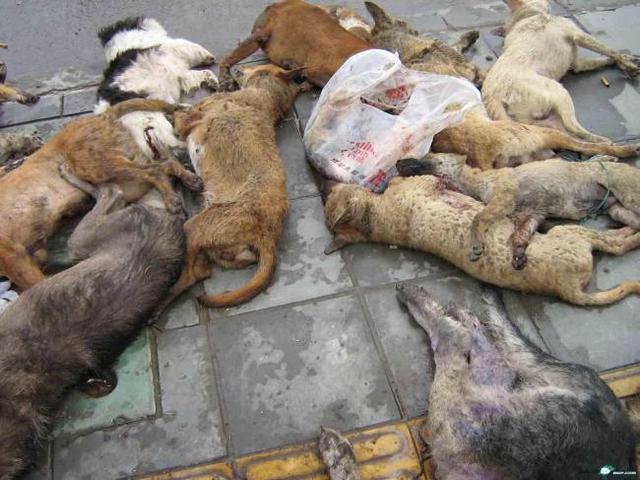 如何预防宝宝狂犬病