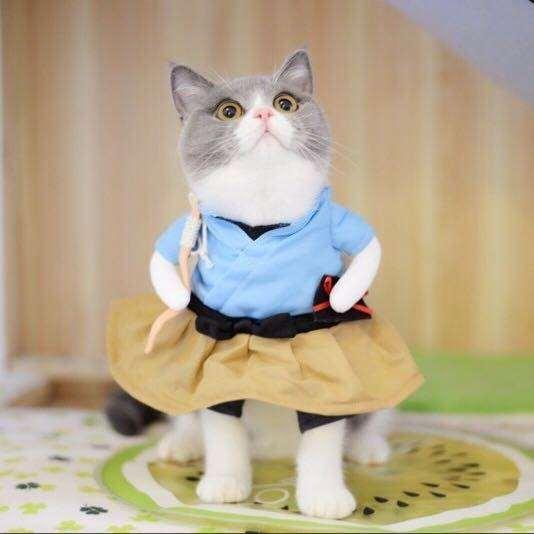 猫咪衣服抖音同款搞笑站立怪小奶可爱的宠物网红裙子带帽子秋季小