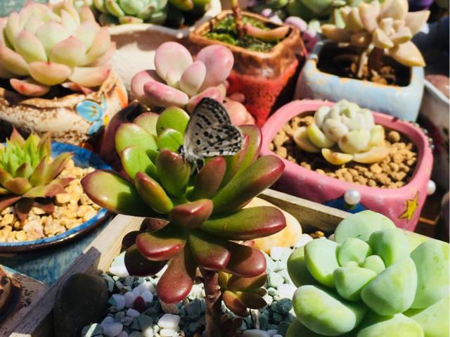 夏季晒伤修复小妙招