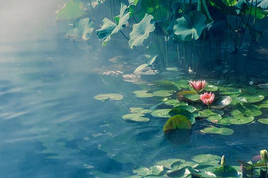 梦幻荷塘图片素材