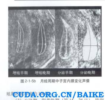 如何保养子宫内膜