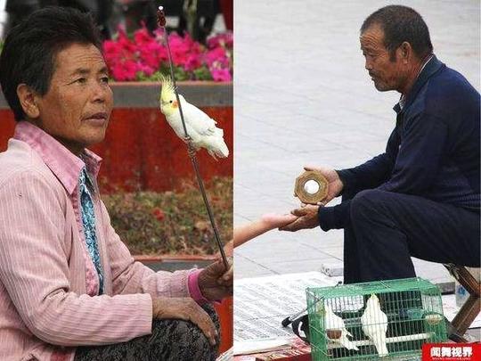 农村夫妻庙会靠"神鸟算命"赚千元上厕所骗术被揭秘