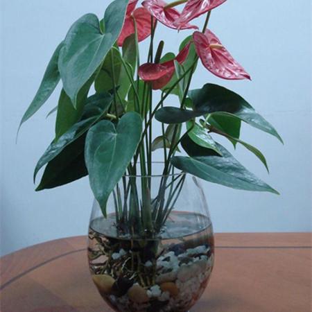 冬季室内花卉的养殖技巧