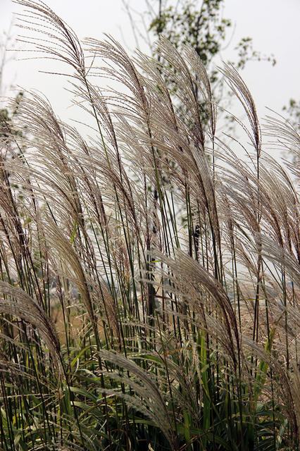 芒草,鬼芒草什么意思?"