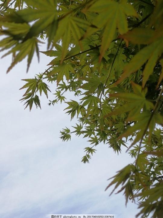 树叶春暖花开蓝天绿叶春天叶子摄影
