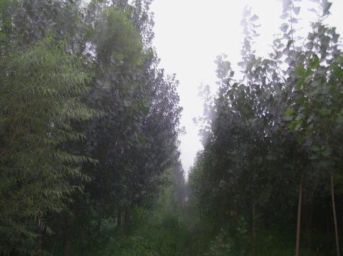 林间路