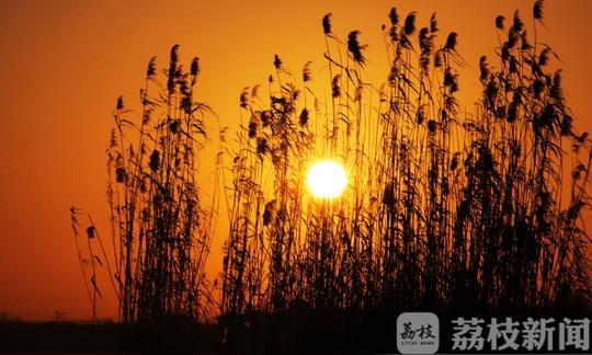 美不胜收!冷空气吹来"水晶天"句容水库日出芦苇似梦幻