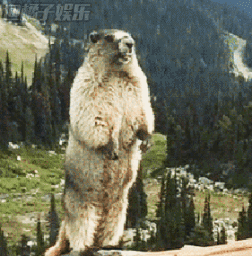 尖叫土拨鼠表情包抽搐gif动图