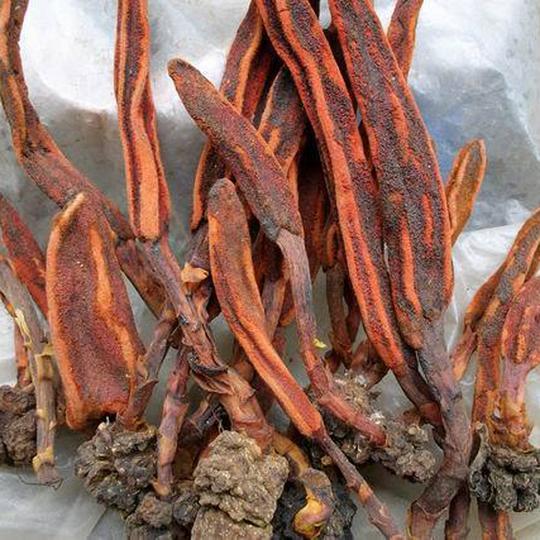 回春草不老草草苁蓉红冬蛇菰文王一支笔仙人头借母怀胎500g包邮