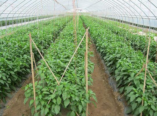 蔬菜种植创业故事:返乡种菜与荒稻田改种芋头