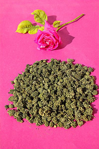 三七花_图片大全—全景创意图库（quanjing.com）中国领先的正版图片视频素材网站