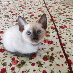 为什么很多猫舍不卖暹罗宠物猫第1张