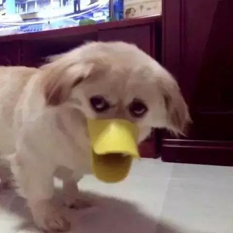 鴨子嘴_鴨子的嘴巴是粉紅色的是什么鴨 鴨子嘴_鴨子的嘴巴是粉紅色的是什么鴨 運營百科
