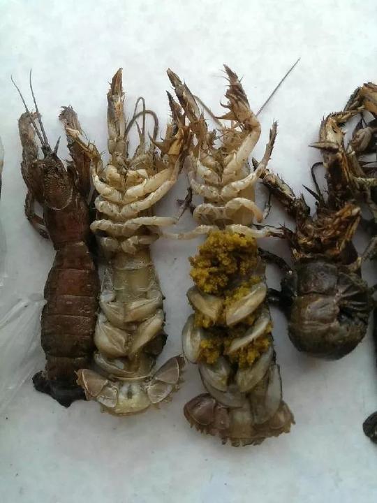 龙虾不是虾，对虾更不是虾?