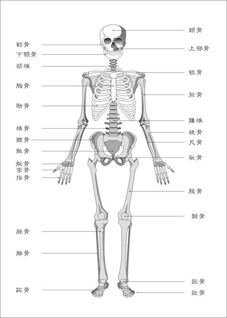 人体骨头分布图耻骨图片
