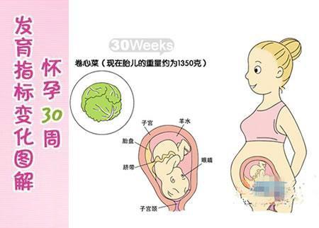 37周胎儿发育标准数据
