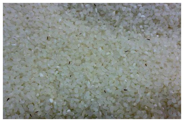 大米中的米虫是怎么产生的