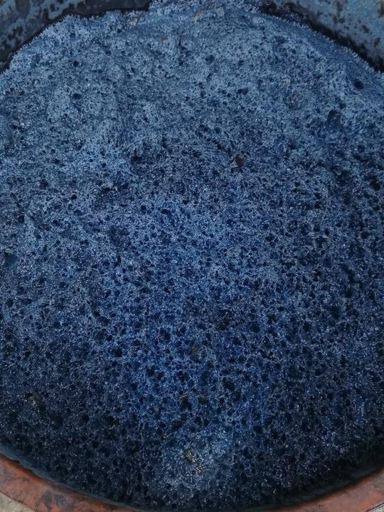 蓝靛草