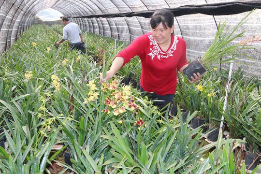 春风行动引农民工返乡创业种兰花走上致富路【图】